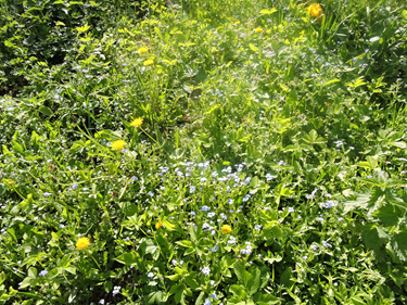 Здесь одуванчики и лесные незабудки, сами выросли