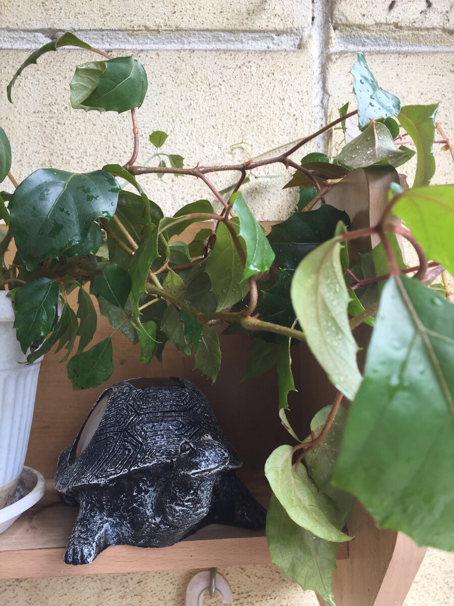 Такие вот листики и веточки