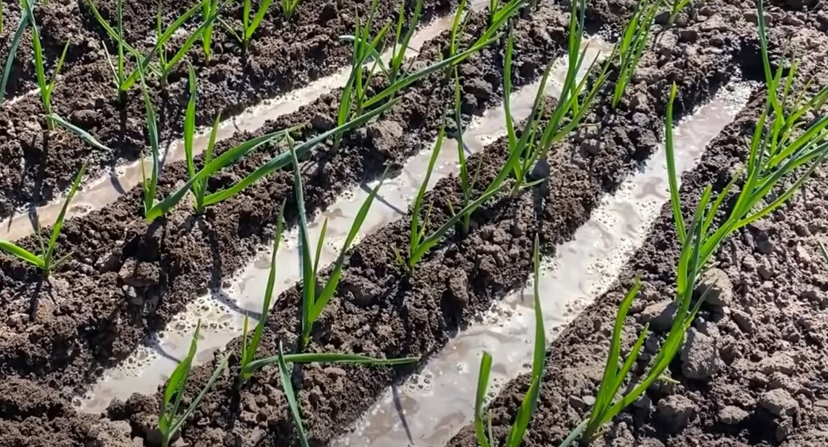 Перед подкормкой рыхлим междурядья чеснока, именно между рядами и будем вносить корневую подкормку