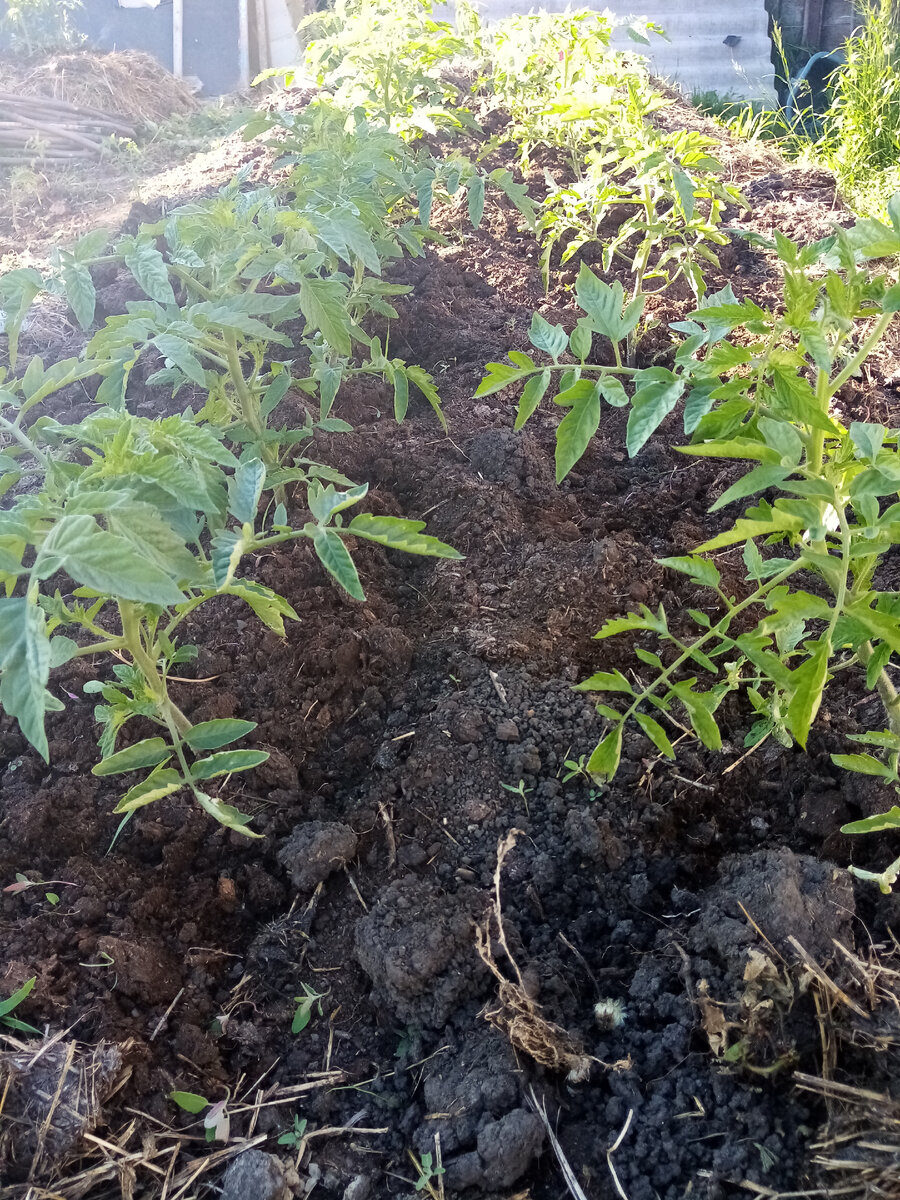 Помидоры на тёплой грядке.