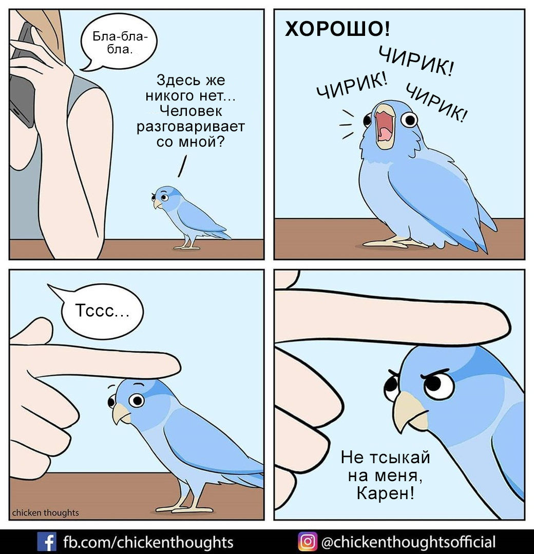Картинка с попугаем мем