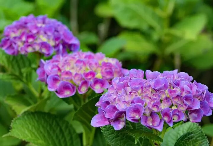 Фото pixabay/japanibackpacker: Дачникам предстоит позаботиться о цветах и других растениях.