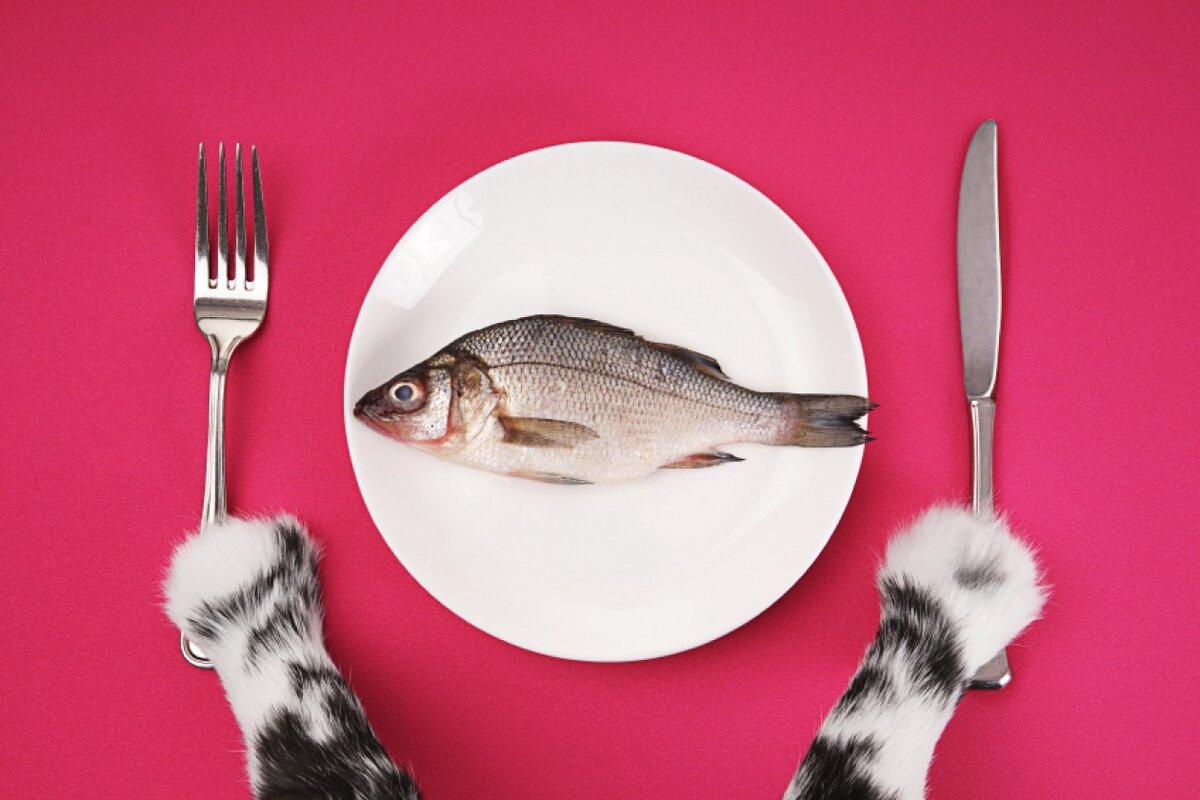 Можно кормить кота рыбой