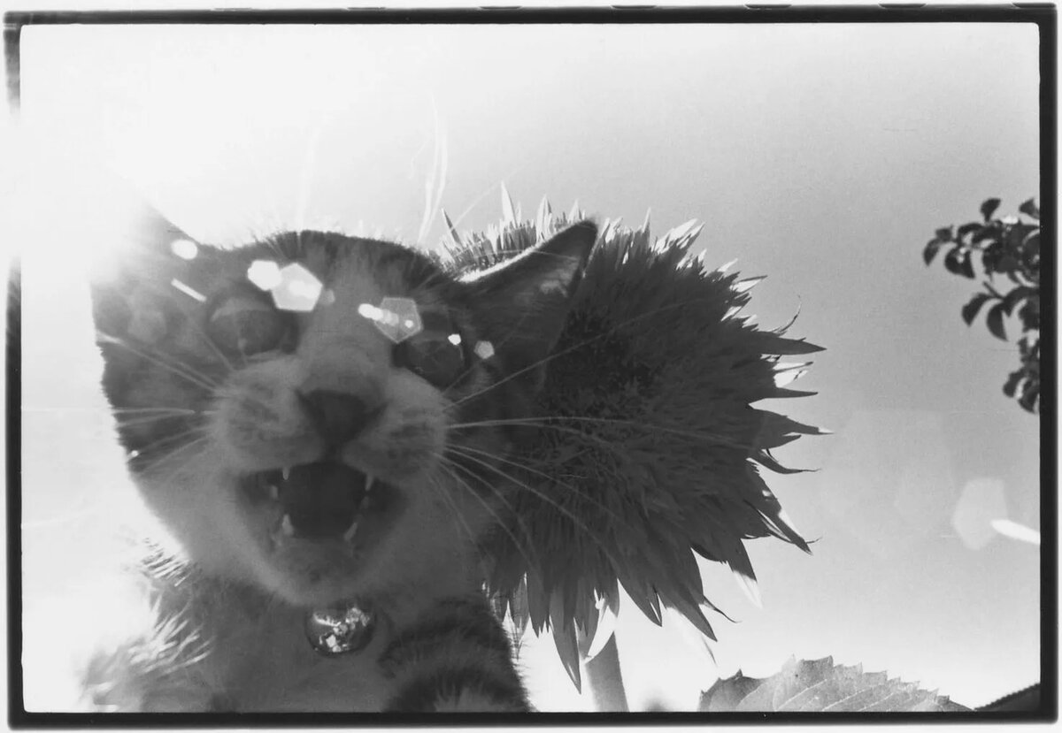 Фотограф Масахиса Фукасэ