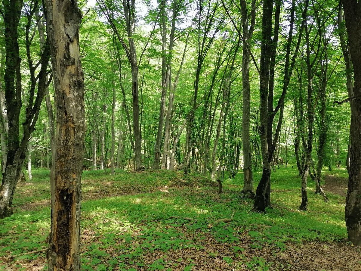 Излюбленное место белого гриба)