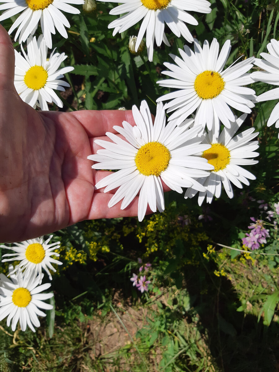 Ромашка "Серебряная принцесса", ничего необычного :)