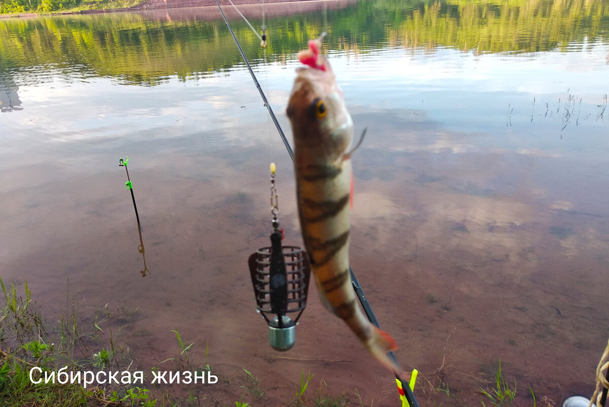 Мелкий окунь клюёт стабильно