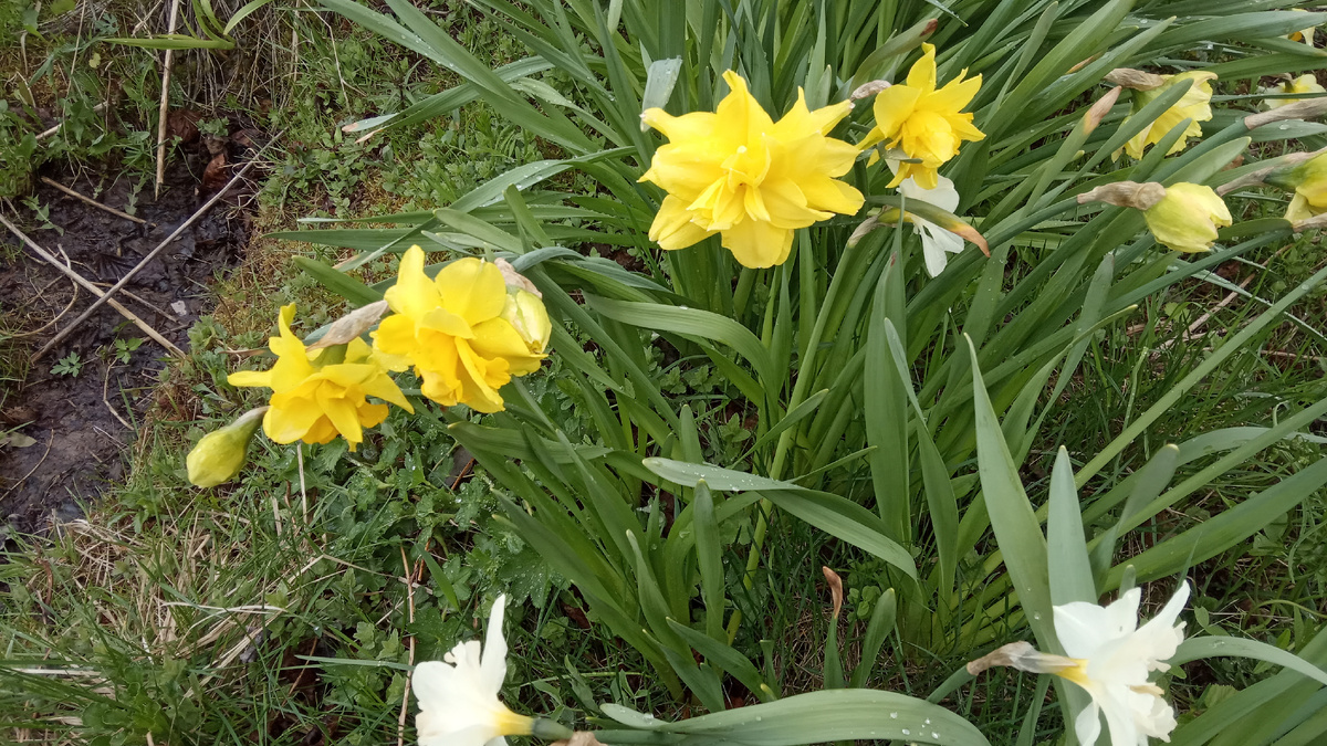 Это поздние махровые нарциссы
