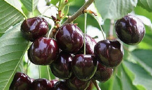 Самыми первыми фруктами, появляющимися на нашем столе после долгой и холодной зимы, являются плоды черешни. Богатый набор полезных веществ насыщает организм витаминами и минералами. Отличительным свойством от других сортов обладает черешня Мелитополе. Она имеет темно бардовую окраску, почти черную, и сладкий вкус, напоминающий мед.