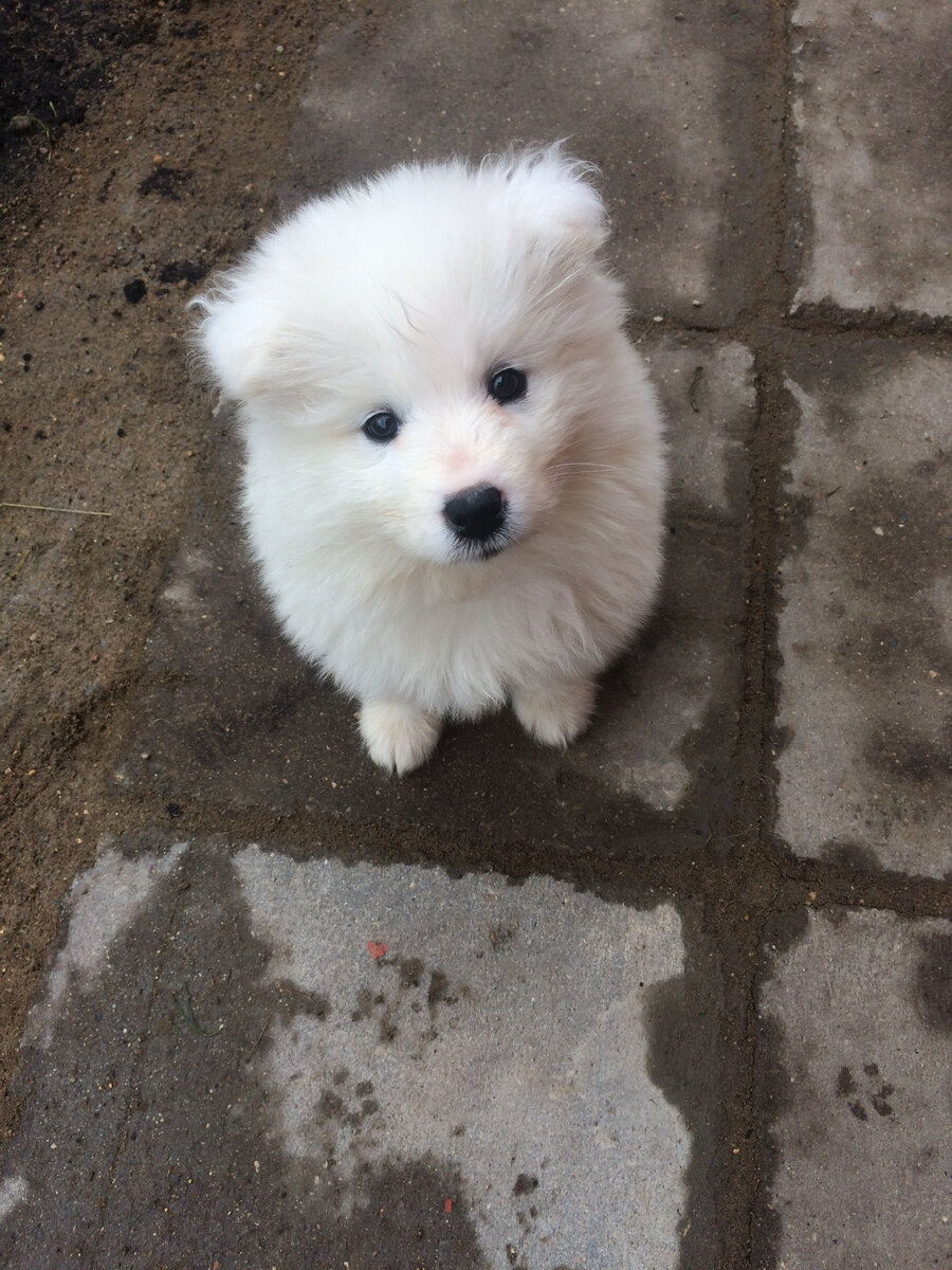 Лума (Луша) самоедская собака в возрасте 2,5 месяцев