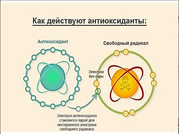 Окислительный стресс: 10 продуктов с зашкаливающим антиоксидантным статусом  | МоёПризвание | Профориентация и карьера | Дзен