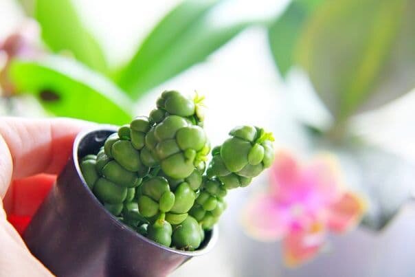 Такой крошкой приехала ко мне дисхидия 2 года назад. Фото автора @masteritayaplants