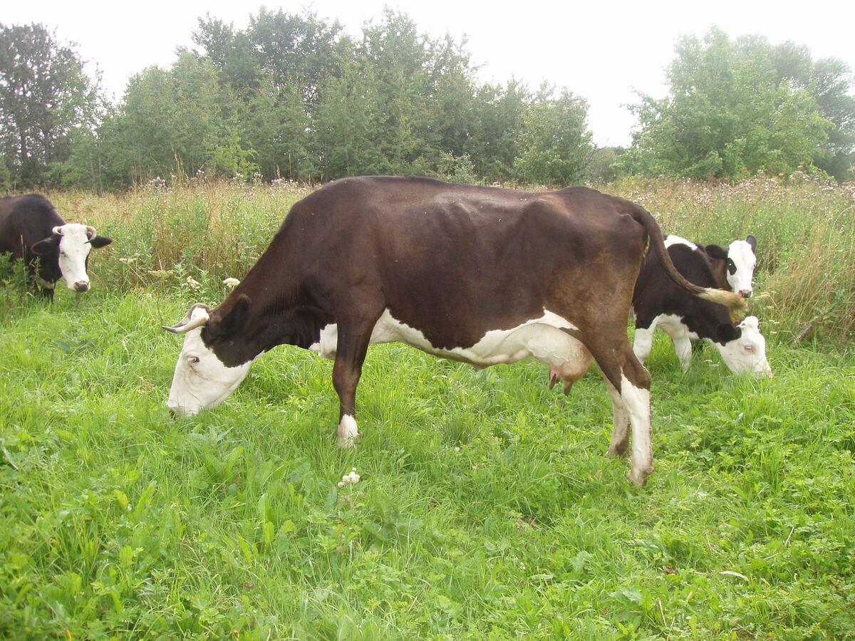 Ярославская порода коров — порода крупного рогатого скота молочного направления продуктивности. На сегодняшний день является одной из самых популярных у российских фермеров.-2