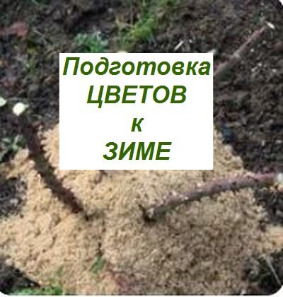 подготовка цветов к зиме