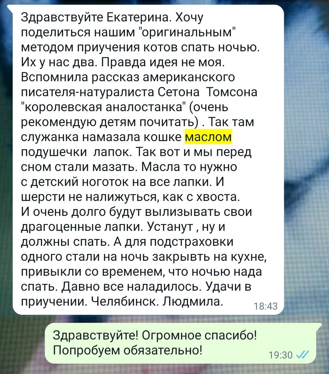 Намажте котам лапки сливочным маслом и спите спокойно!