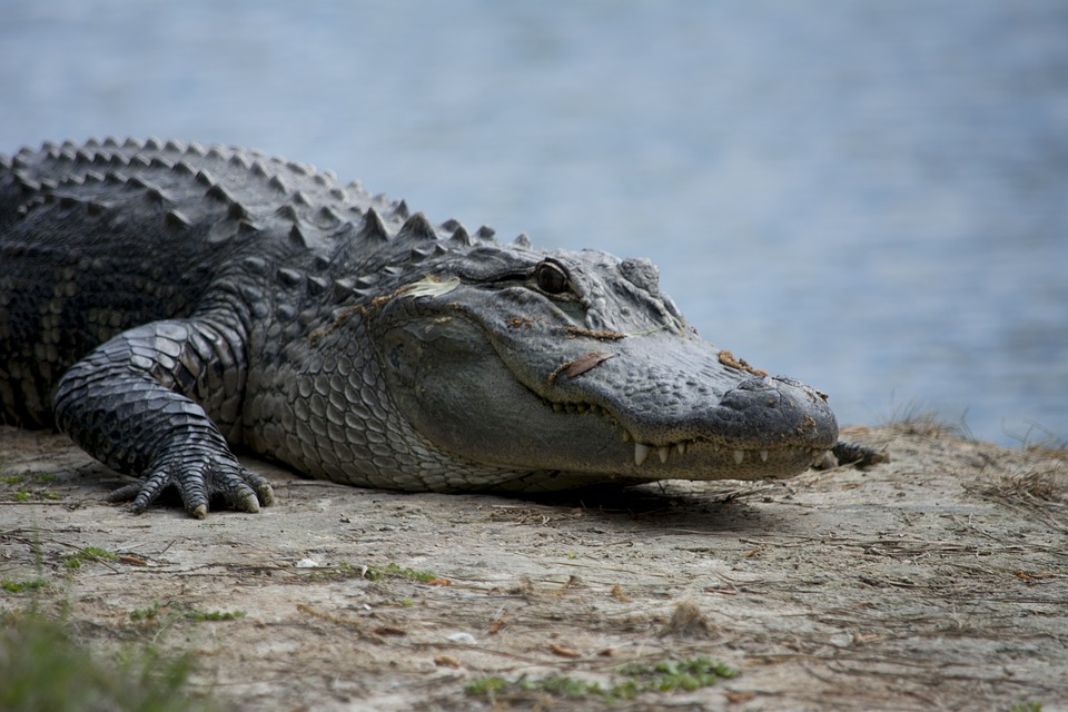 Krokodil. Крокодил Аллигатор Кайман гавиал. Миссисипский Аллигатор и Нильский крокодил. Алигатор или Аллигатор. Гавиал альбинос.