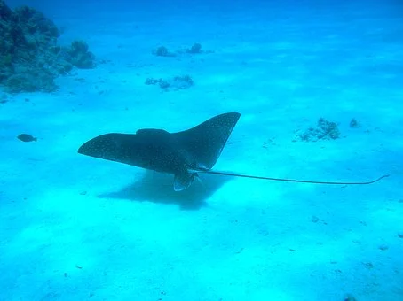фото https://cdn.pixabay.com/photo/2017/03/29/09/10/manta-ray-2184569__340.jpg
