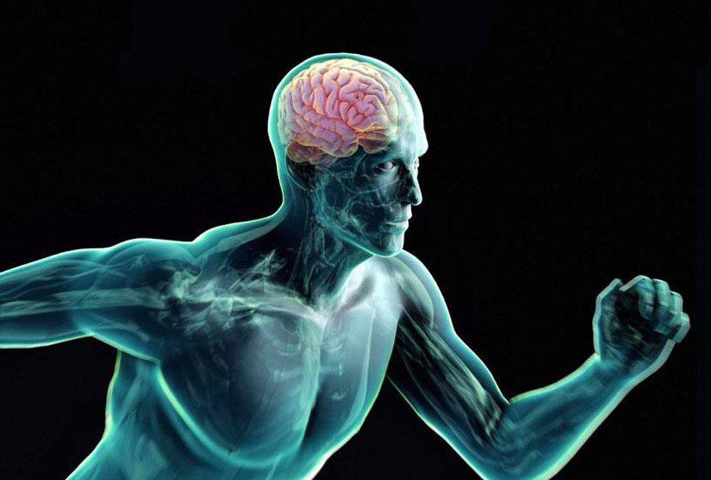Самый быстрый мозг. Физическая нагрузка и мозг. Мозг спортсмена. Спорт и нервная система.