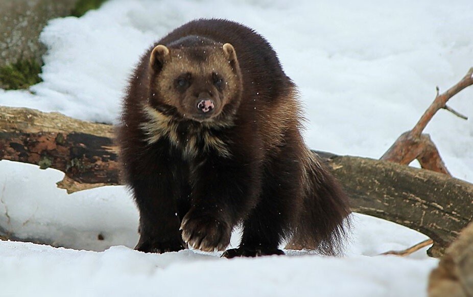 Росомаха благодаря широким лапам без проблем передвигается по рыхлому снегу