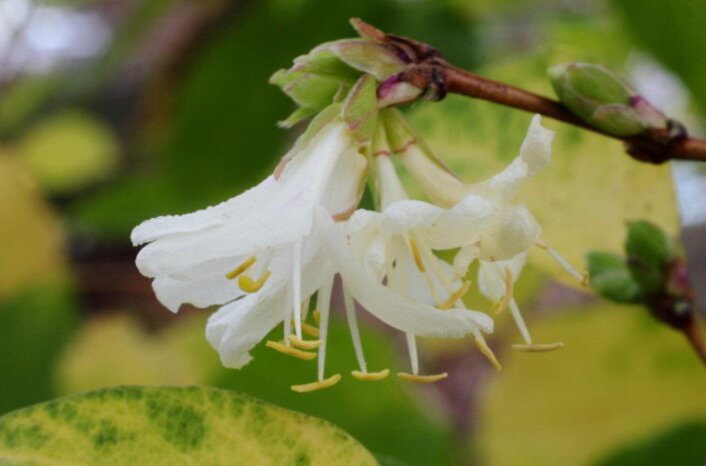 Lonicera × purpusii, также известная как жимолость Winter Beauty, цветет в середине зимы.