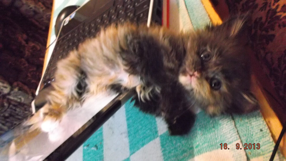 Ириска - фото автора