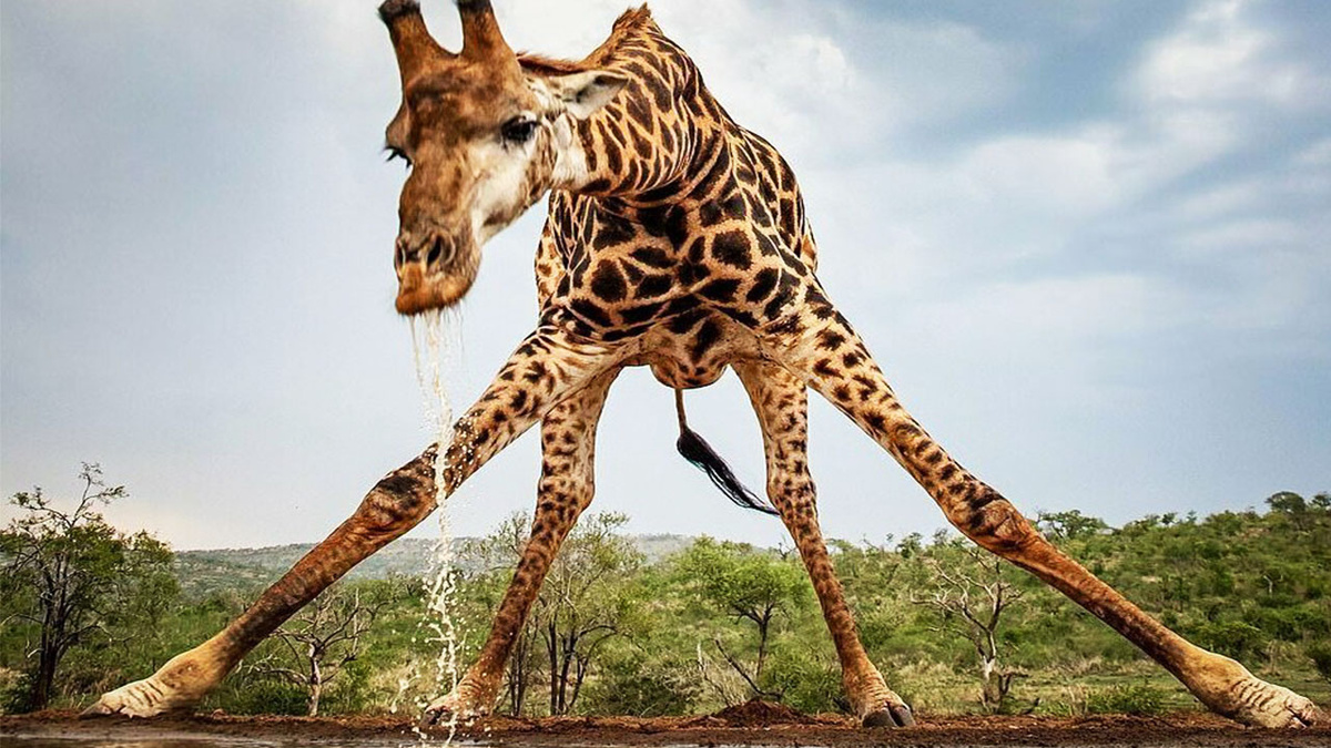 Жираф с короткой шеей