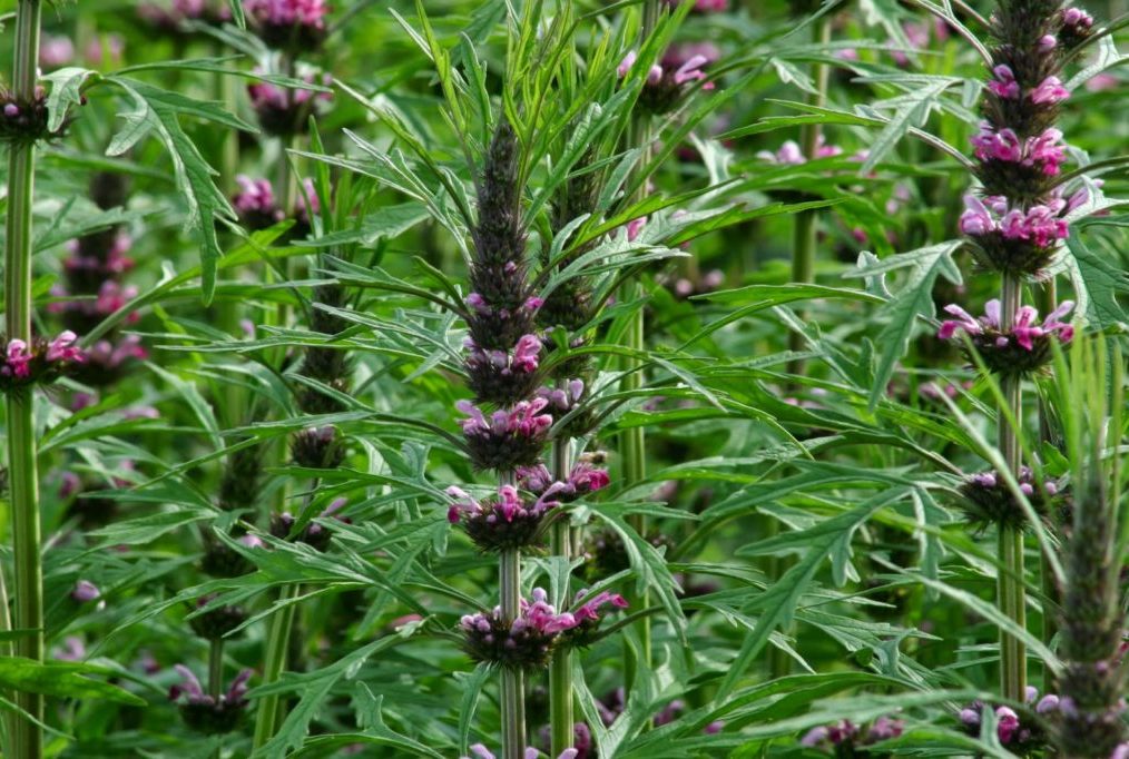 Фото сайта https://sady-msk.ru