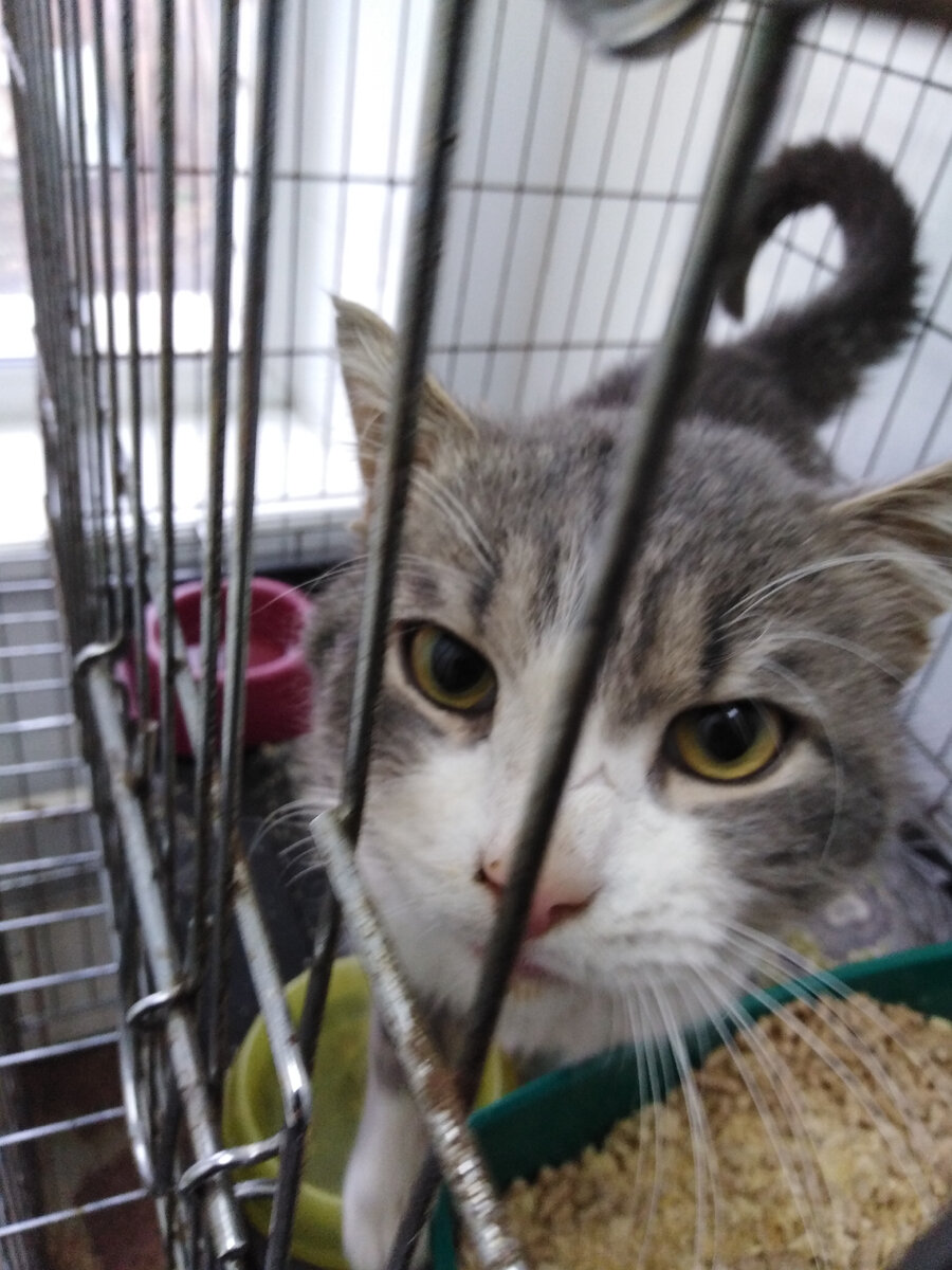 Тиша в клинике, в стационаре, фото автора 