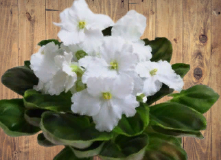 фиалка  OS- Джунгарик  