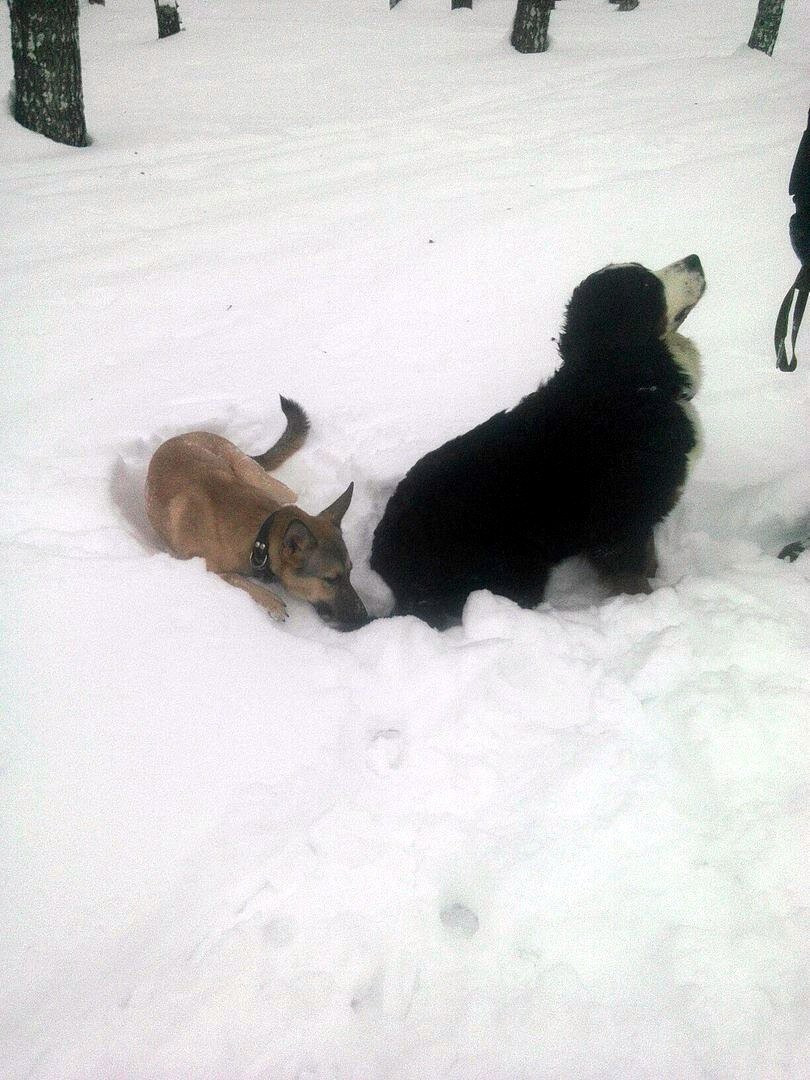 Шебочка была невероятной умницей и красавицей. Очень ее не хватает...