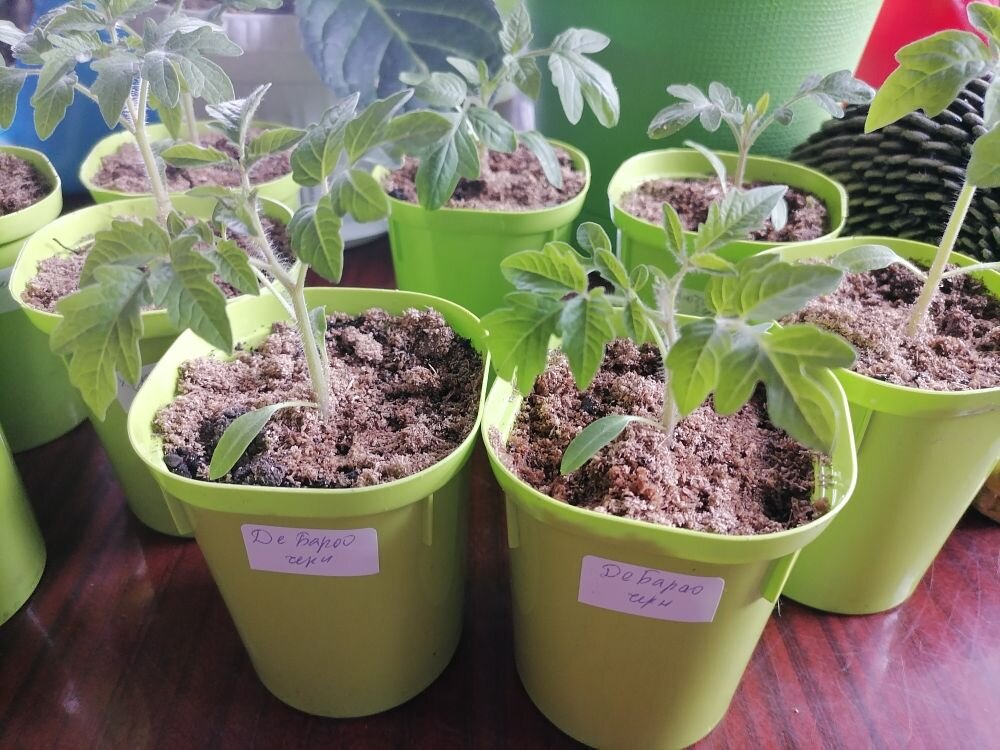 Маленькая рассада Де Барао, фото автора