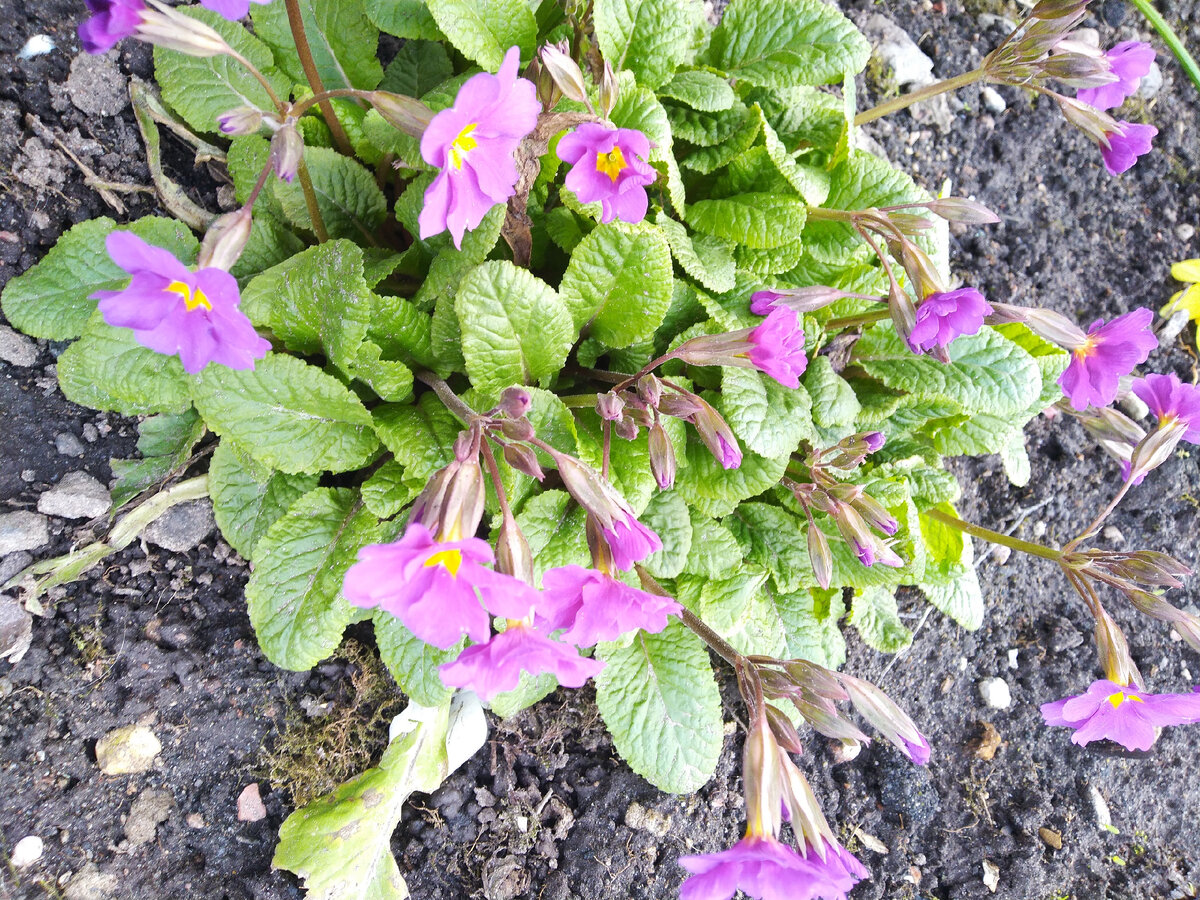 Весна идет! Фото автора. Просто для иллюстрации