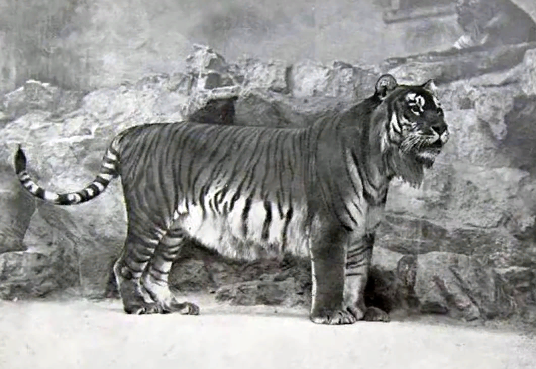 Самое историческое животное. Туранский (Каспийский) тигр. Закавказский тигр. Туранский тигр в Таджикистане. Туранский тигр Киргизия.