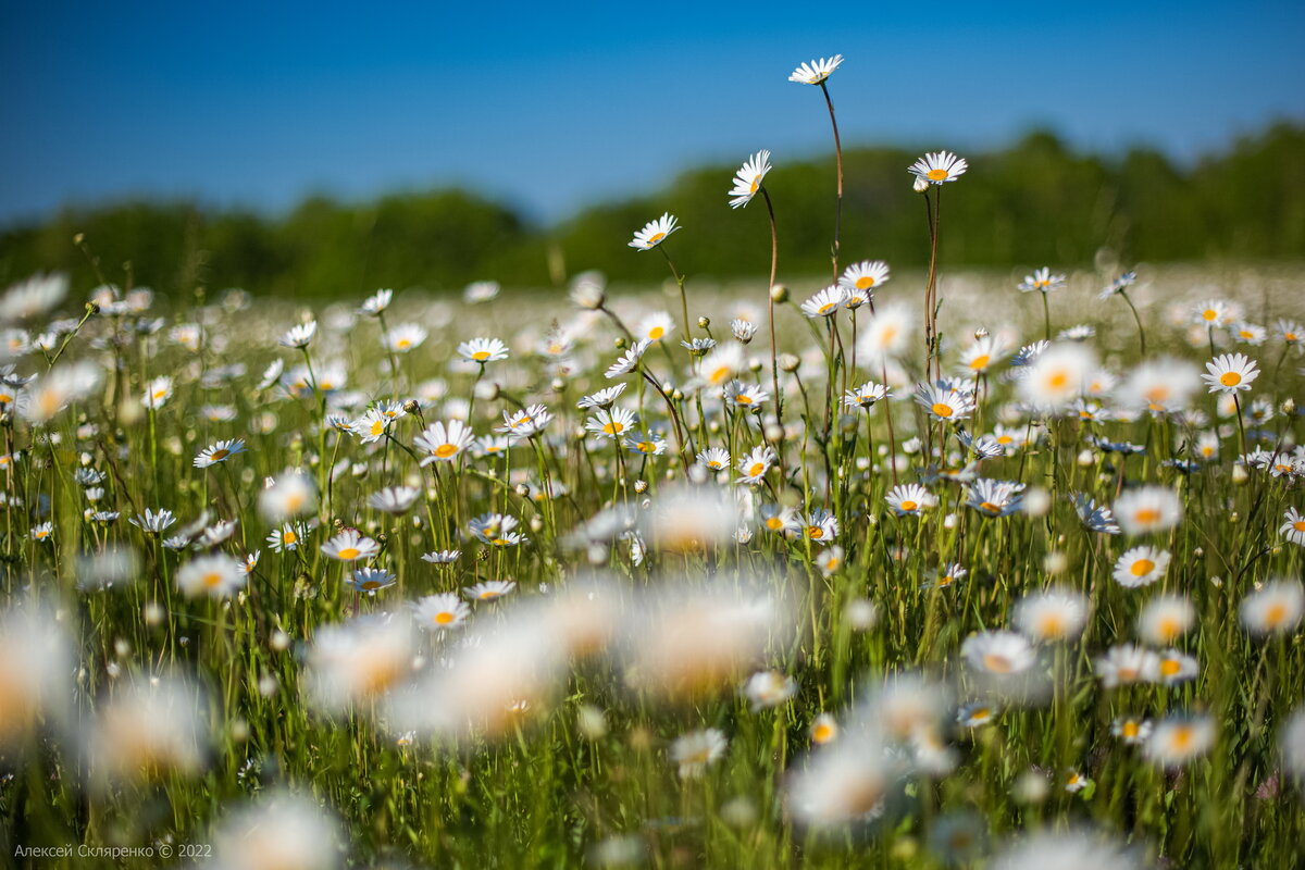 Поле из ромашек. Поле с ромашками в одинцово. Ромашковый луг. Пейзаж с ромашками. Ромашковое поле у мангуп.