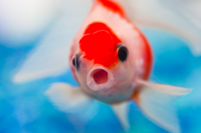  Фото: Wikimedia Commons 