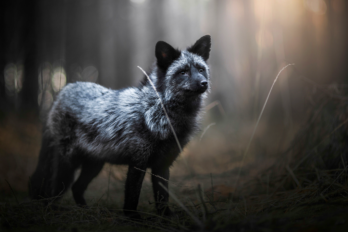 Блэк лис. Чернобурка вичхаус. Silver Fox. Черная лиса. Серебристо черные лисы.