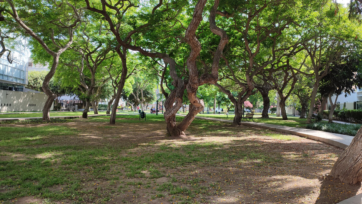 Парк у дома