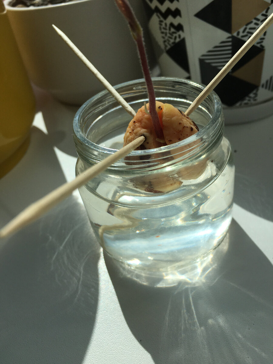 Как-то так. Это фото другой косточки, которую я прорастила недавно.