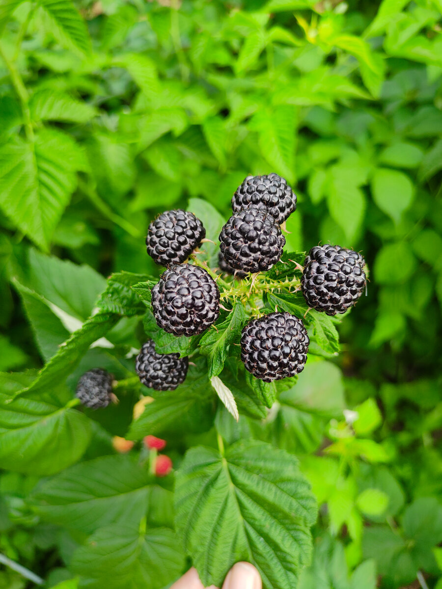 Красивая ягодка