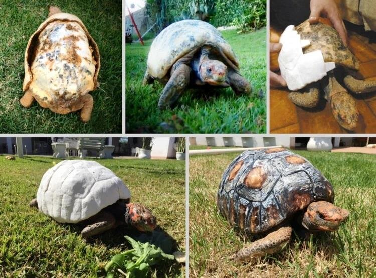 Источник фото: The Animal Avengers