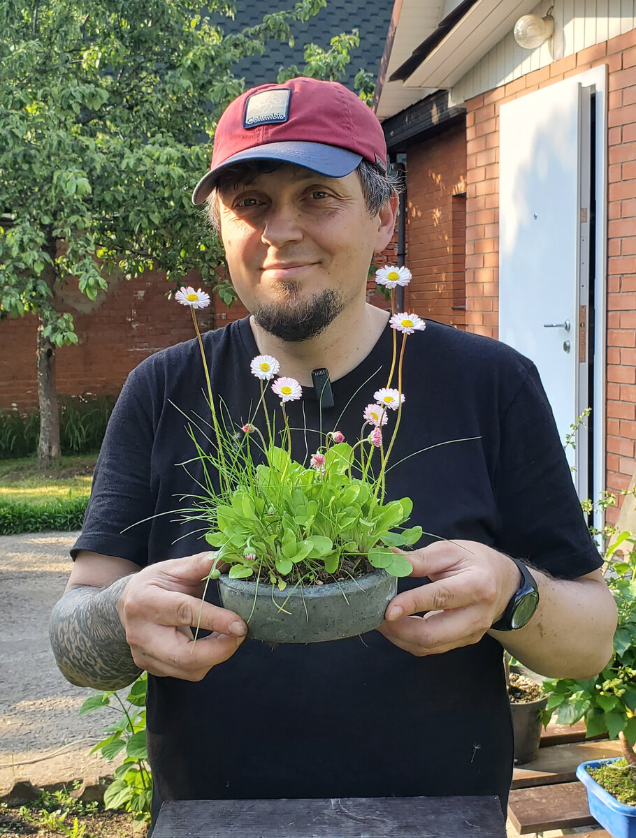 Маргаритки