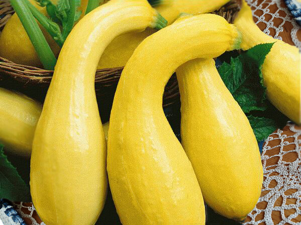 крукнек Жираф