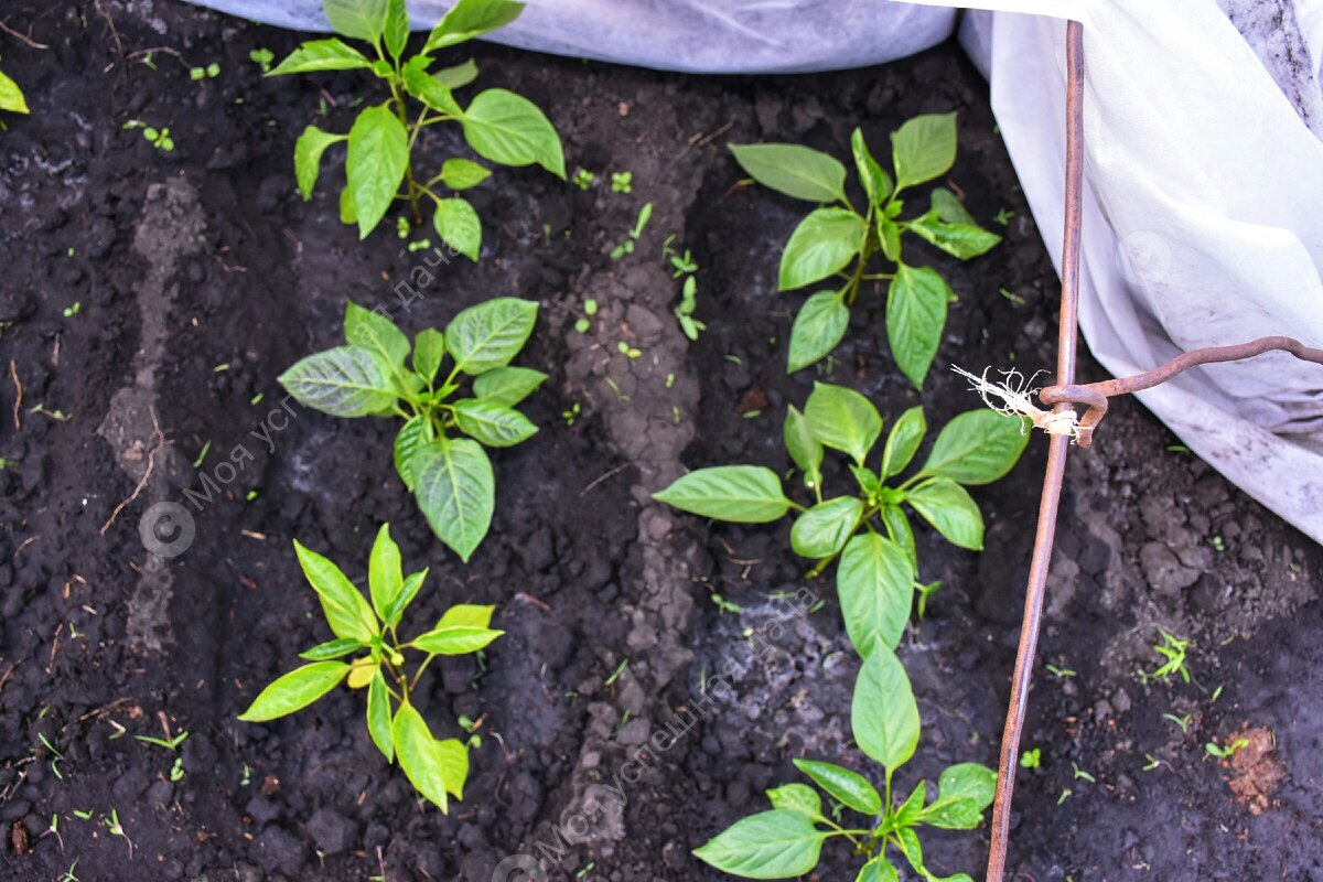 Рассада перца у которой я не отрывала коронный цветок.