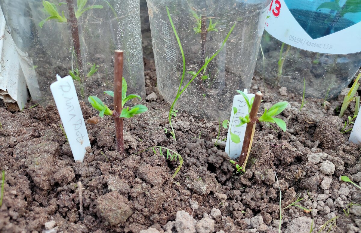 Черенки уже с листьями