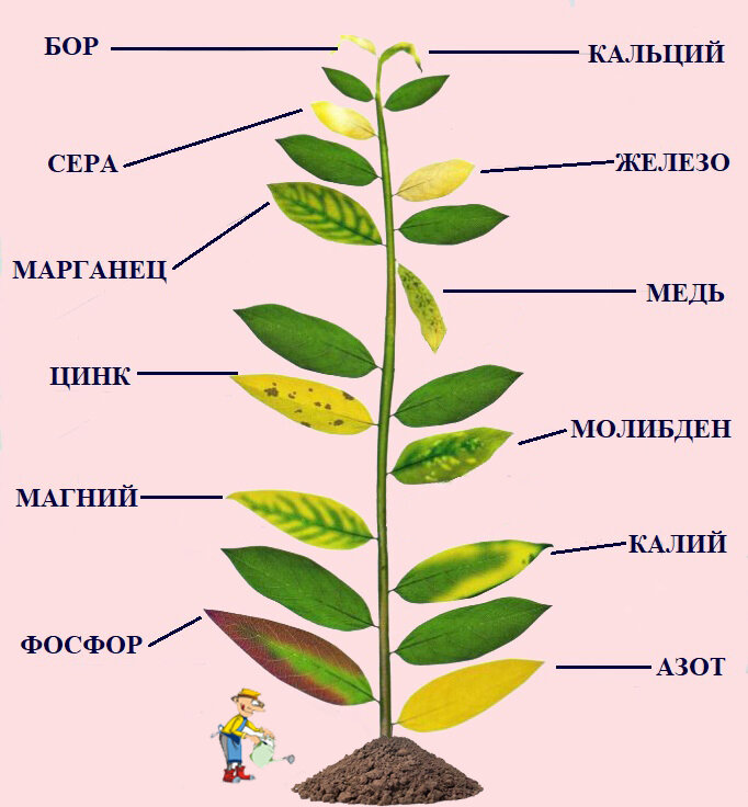 Нехватка элементов у малины по листьям по картинкам