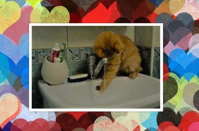  Котик Фото из открытых источников и коллаж мой