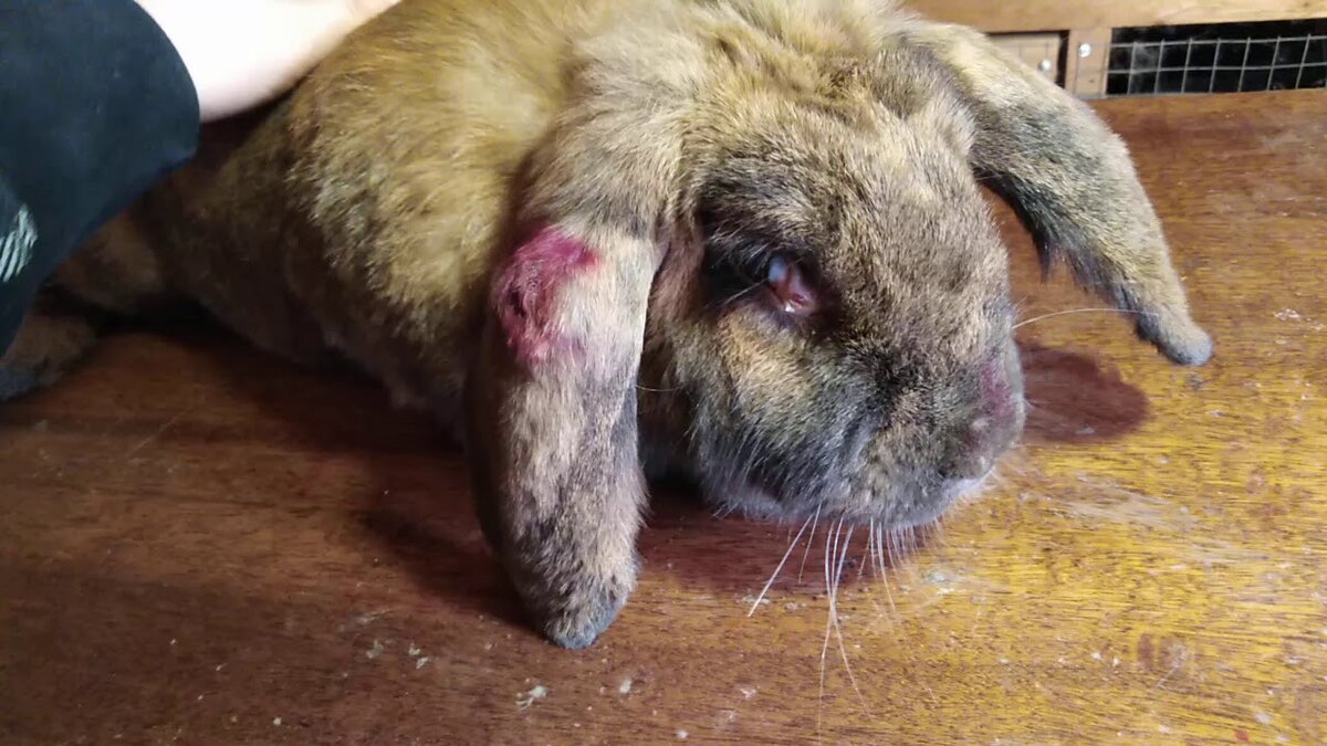 Коронавирус. Кролики. Вымирание.