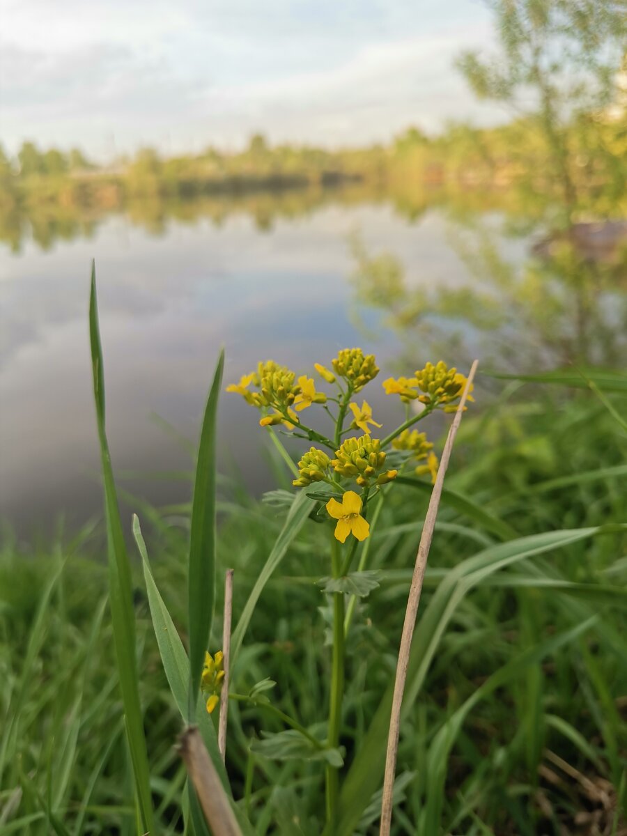 Любовь или влюблённость? Влюблённость - это чувства к образу человека, созданному в собственной голове, по своей сути это любовь иллюзорная. Чаще всего первая влюблённость возникает в юношеском возрасте, когда есть потребность в любви противоположного пола, когда зарождается чувство взрослости, самостоятельности, отдельности от родителей. Но потому как личного жизненного опыта взаимоотношений ещё нет, подросток не может оценить партнёра объективно как набор личных качеств, которые он любит в нем. Если влюблённого спросить, за что он любит своего партнёра, он не может дать чёткого ответа. Он скажет: "Не знаю, я просто люблю его/её". Такой тип чувств чаще всего проходит через год, два или три, перерастает в созависимость или истинное чувство любви.

Что же такое любовь на мой взгляд?
Любовь - это когда человек способен объективно воспринимать своего партнёра таким какой он есть, весь набор его личных качеств, характер, привычки, взгляды на жизнь, цели, стиль общения и он принимает его таким и любит. Любит объективно.
Потому как люди в большинстве своём остаются такими как есть всю свою жизнь, не меняются, то такое чувство любви никогда не проходит, и на её основе личные взаимоотношения "живут вечно" и любовь не иссякает.
Любовь возможна только между психологически зрелыми людьми, способными объективно оценивать Окружающий мир, понимать свои чувства и открыто выражать их, уметь принимать решения, понимать свои желания и потребности. Неотъемлемая часть любви - духовная близость (я доверяю тебе свои чувства, ты понимаешь меня, я понимаю  твои чувства, ты доверяешь их мне). Любовь без близости есть страсть, которая тоже проходит со временем.
Итог: чтобы встретить свою половинку, нужно
-понимать свои чувства, потребности, любить себя
-объективно воспримать окружающих людей, без ожиданий
- быть способным выражать открыто свои мысли и чувства
-уметь принимать решения в соответствии со своими потребностями

P. S: влюблённость может быть безответной, любовь никогда, ибо если мы любим человека таким какой он есть, мы любим в нем свое отражение, любим себя, когда мы любим себя, любят и нас)
Вот такая теорема)

#любовь #каквстретитьлюбовь #отношения #психологияличности