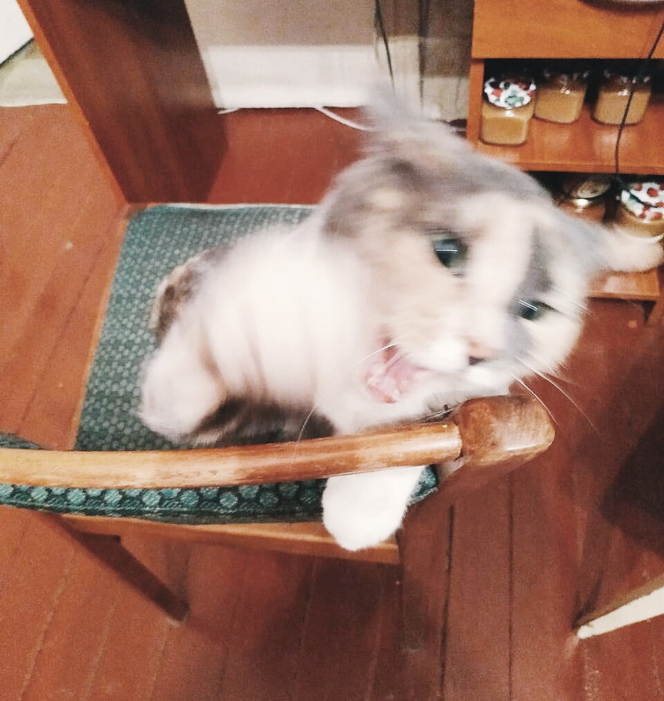 Иногда Мася агрессивный параноик.