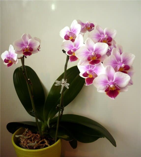 Значение Орхидеи по Фэн-шуй. | самопросветление | Дзен